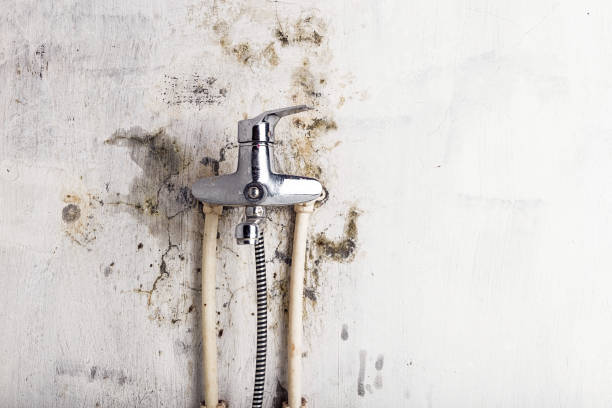 Best Home Mold Removal  in Canonsburg, PA