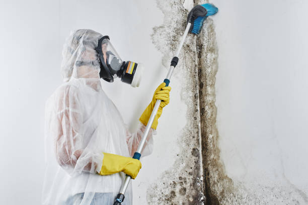 Certified Mold Removal in Canonsburg, PA