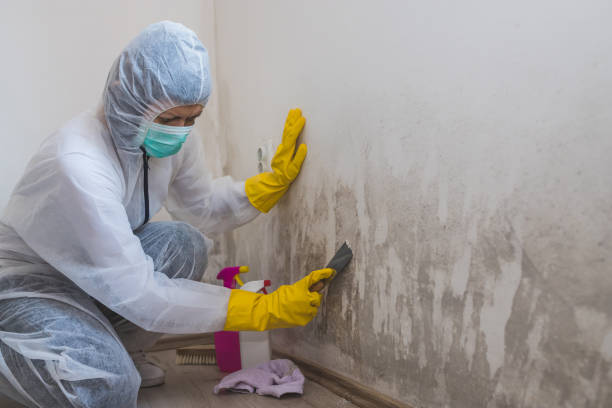 Best Toxic Mold Removal  in Canonsburg, PA