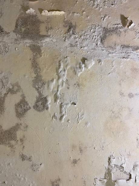 Best Toxic Mold Removal  in Canonsburg, PA