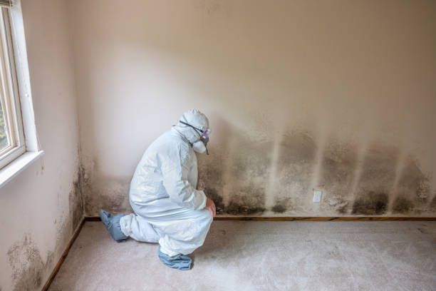 Best Mold Damage Repair  in Canonsburg, PA