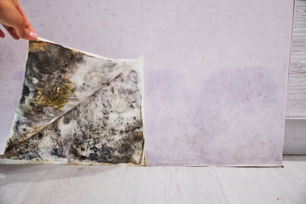 Best Certified Mold Removal  in Canonsburg, PA